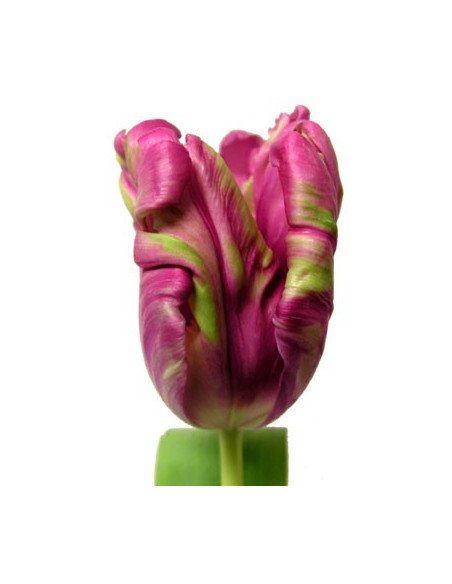 Fancy Tulips Assorted By the Box