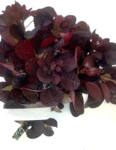 Cotinus Royal Purple 8 Bunches By the Box only