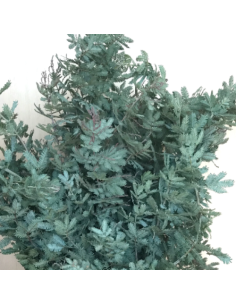 Acacia Feather Green or Purple 5 / 10 / 15 / 20 bunches