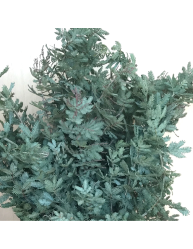 Acacia Feather Green or Purple 5 bunches