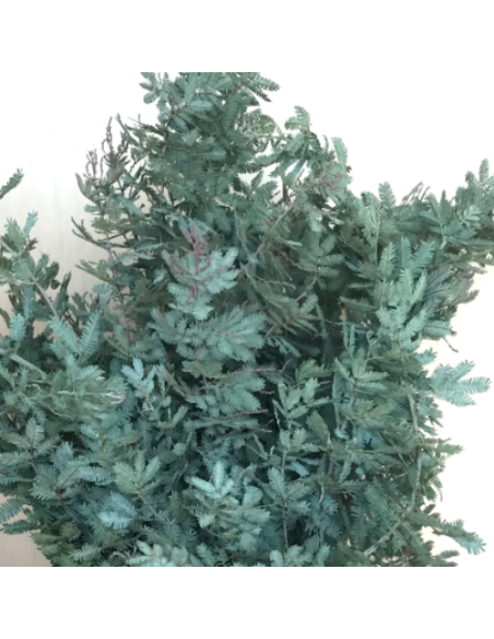 Acacia Feather – Green or Purple – Wholesale & Bulk Greenery (5–20 Bunches)