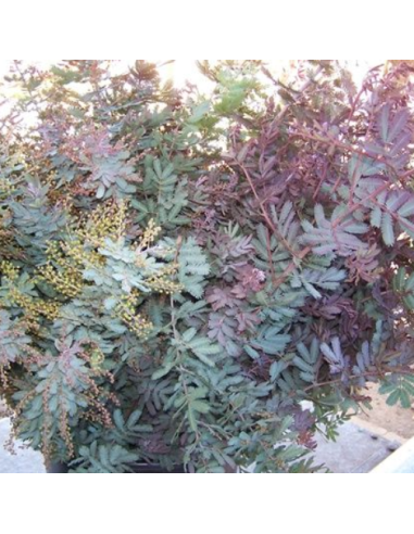Acacia Feather Green or Purple 5 bunches