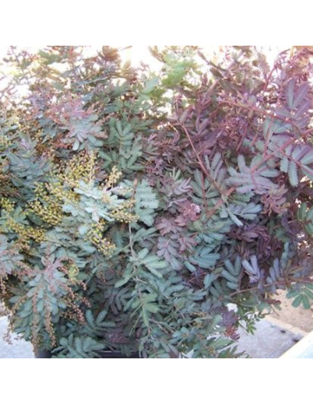 Acacia Feather – Green or Purple – Wholesale & Bulk Greenery (5–20 Bunches)