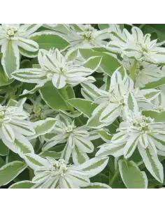 Euphorbia snow on the mountain 5 / 10 / 15 / 20 Bunches