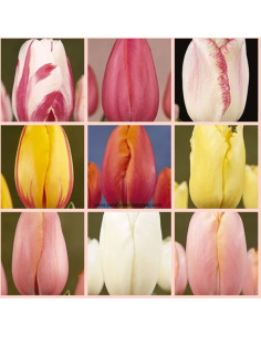 French Tulips Assorted By the Box