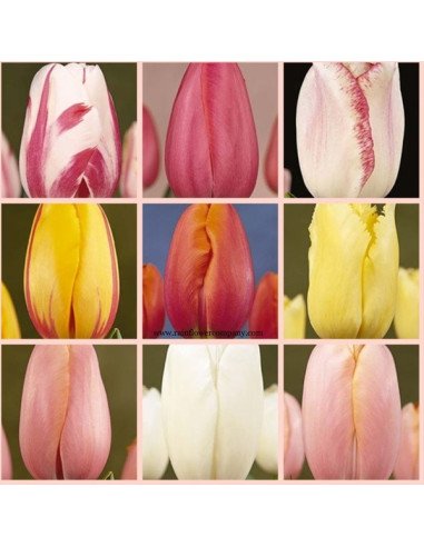 French Tulips Assorted By the Box French Tulips Assorted By the Box