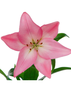 LA Royal Lilies 50 / 100 / 200  stems Growers Assortment