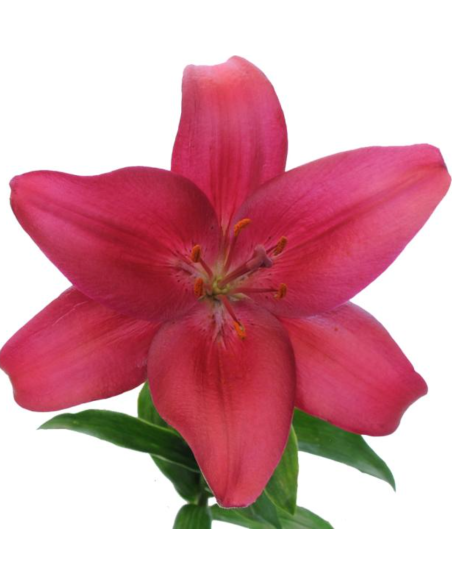 LA Royal Lilies 6 Bunches Solid Color Pack