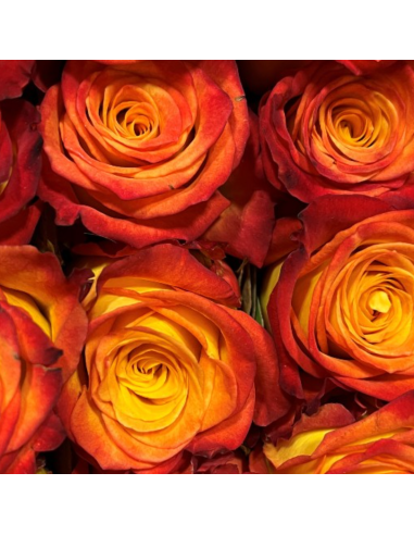 Circus Roses | Orange & Yellow Bi‑Color Roses Wholesale