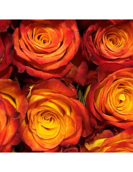 Circus Roses | Orange & Yellow Bi‑Color Roses Wholesale