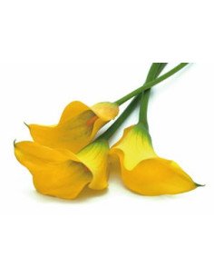 Mini Calla Solid Color Pack 60 Stems