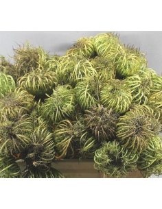 Ammi Majus Birds Nest Pods 10 bunches