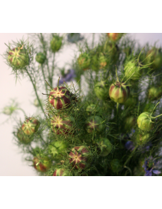Nigella Pods 10 Bunches