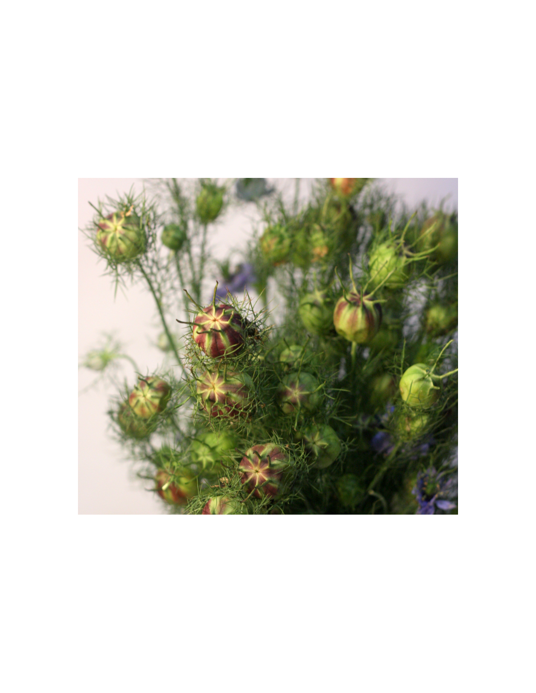 Nigella Pods 10 Bunches