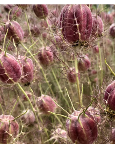 Nigella Pods 10 Bunches 2