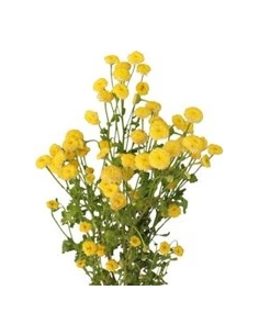 Wholesale Yellow Button Feverfew (Tansy) - Bulk Bunches | Florasource
