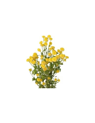 Wholesale Yellow Button Feverfew (Tansy) - Bulk Bunches | Florasource