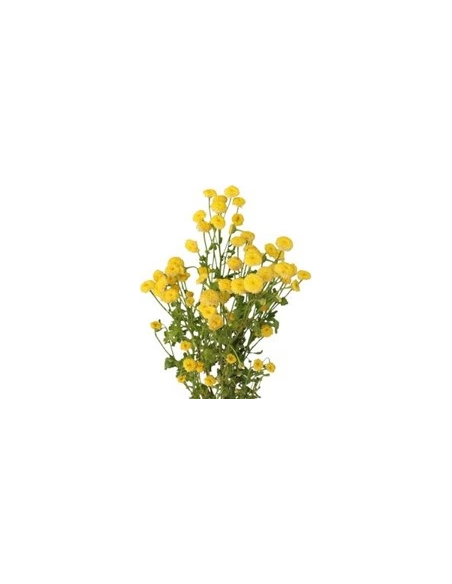 Wholesale Yellow Button Feverfew (Tansy) - Bulk Bunches | Florasource