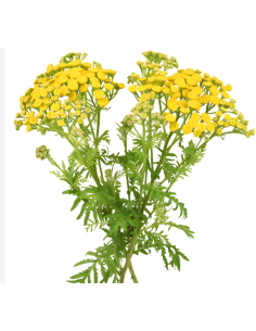 Yarrow Tansy (yellow button fever few) 5 / 10 bunches 2