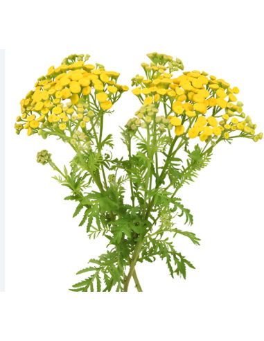 Wholesale Yellow Button Feverfew (Tansy) - Bulk Bunches | Florasource