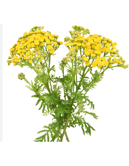 Wholesale Yellow Button Feverfew (Tansy) - Bulk Bunches | Florasource