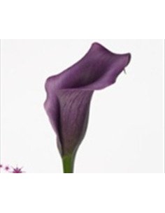 Mini Calla Solid Color Pack 60 Stems 2