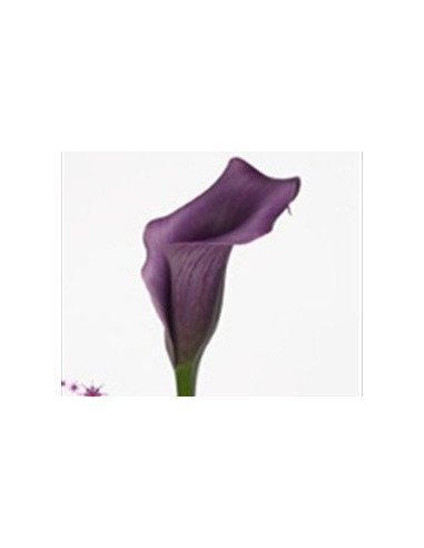 Mini Calla Solid Color Pack 60 Stems