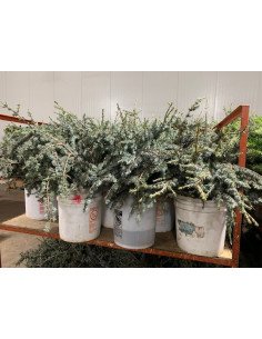 Blue Atlas 50 stems 2