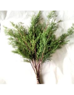 Cedar Christmas Green 50 stems 2