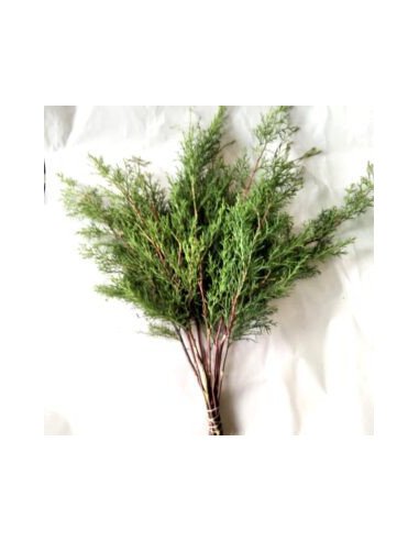 Cedar Christmas Green 50 stems