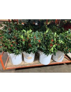 Green Holly with berries 50 stems 2