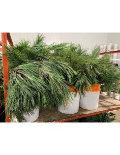 Ponderosa Pine 50 stems 2