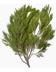 Redwood Cedar Christmas Green 50 stems 2