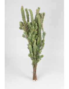 Woolly Bush 50 stems 2