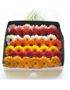 Gerbera Daisy By the Box / Tray