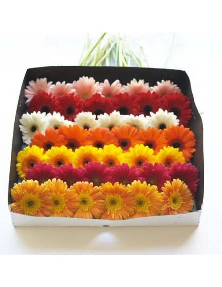 Gerbera Daisy By the Box / Tray