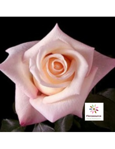 Anna Pink Rose.