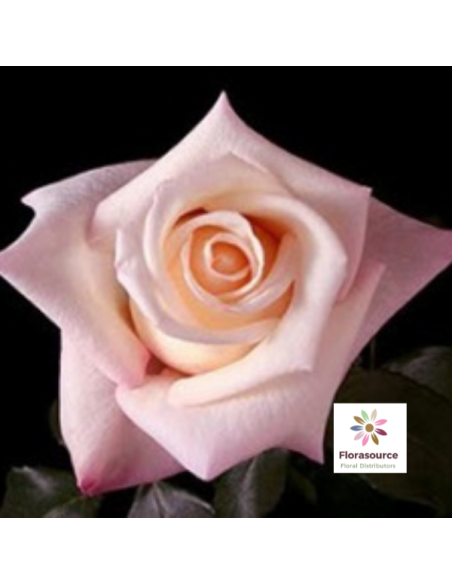 Anna Pink Rose.