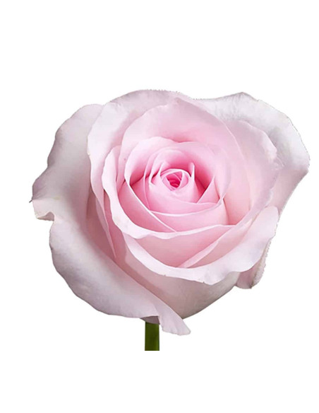 Wholesale Pink Roses | Growers Choice Bulk Pack - 50 to 200 Stems