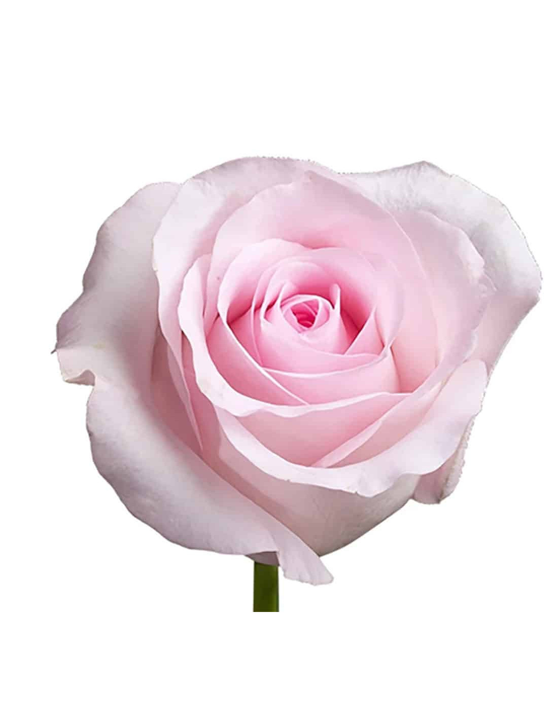 Wholesale Pink Roses | Growers Choice Bulk Pack - 50 to 200 Stems