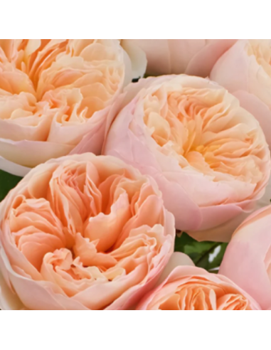 David Austin  Garden Rose Peach Juliet 100 STEMS
