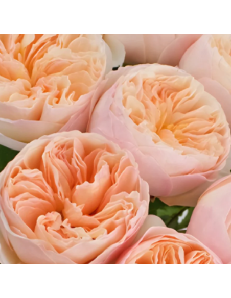 David Austin  Garden Rose Peach Juliet 100 STEMS