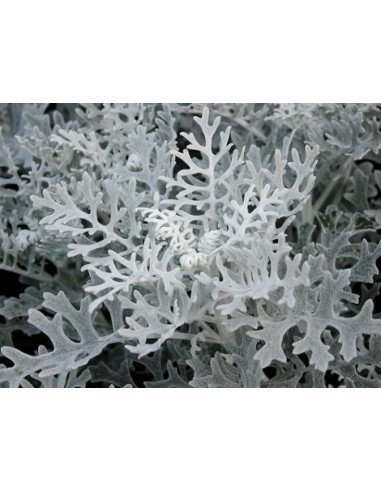 Dusty Miller Dusty Miller