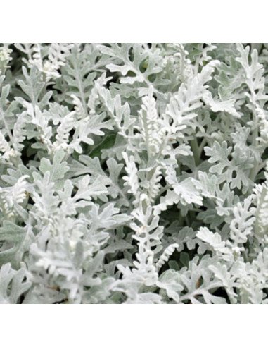 Dusty Miller Broad Leaf Lacey Combo Mixed Box 100 stems Dusty Miller Broad Leaf Lacey Combo Mixed Box 100 stems