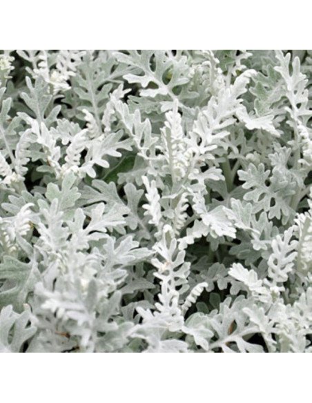 Dusty Miller Broad Leaf Lacey Combo Mixed Box 100 stems