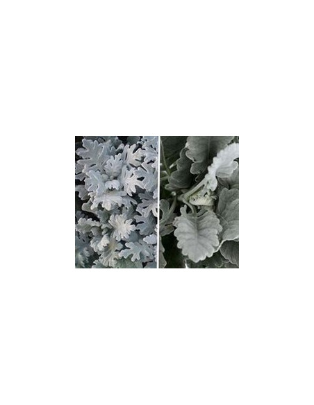 Dusty Miller Broad Leaf Lacey Combo Mixed Box 100 stems