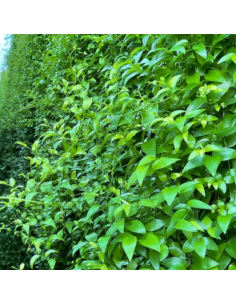 wholesale southern smilax for weddings and events. 2