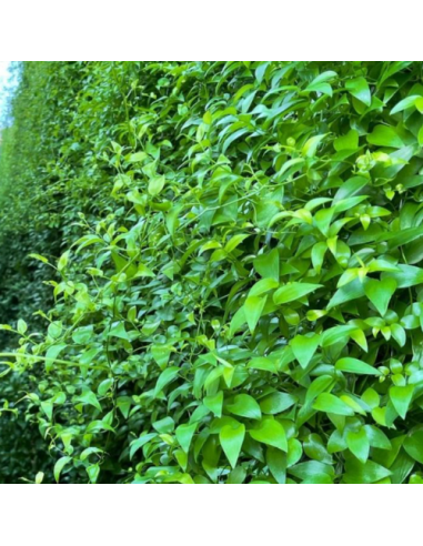 wholesale southern smilax for weddings and events.