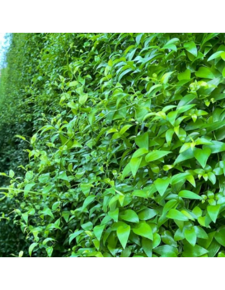 wholesale southern smilax for weddings and events.