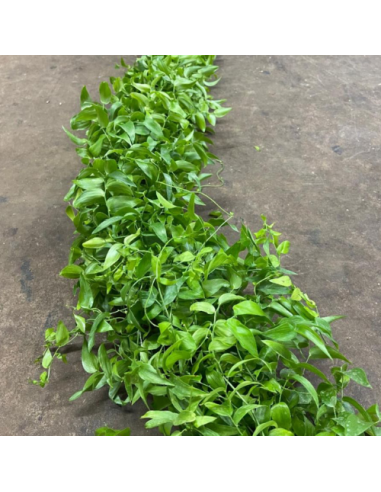 wholesale southern smilax for weddings and events.